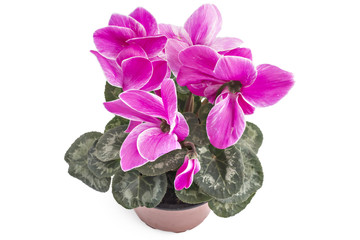 Pink spring cyclamen flowers, Cyclamen persicum in a flowerpot isolated on white background