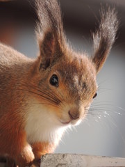 Obraz premium Белка Кормление Кормушка Зверек 