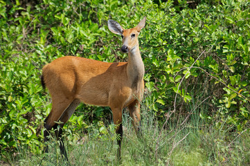 Marsh Deer (Blastocerus dichotomus ) - female -  listed as  a vulnerable species.Largest deer of South America., The Pantanal, Mato Grosso, Brazil Photo by: Peter Llewellyn