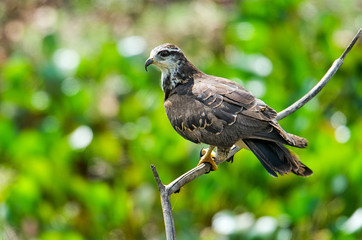 Snail Kite (Rosthramus hamatus) - juvenile - , The Pantanal, Mato Grosso, Brazil