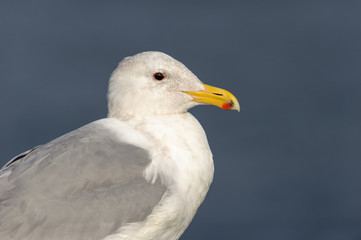 Glaucous-winged Gull (Larus glaucescens), Drumbeg Provincial Park, Gabriola Island , British Columbia, Canada