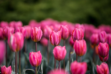 Brightly colored tulips shot at Ottawa tulip festival in Ontario Canada. The mixed bed cultivated flowers supply a color explosion that dazzles in the early spring time sun.