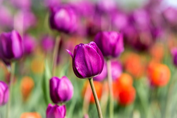 Brightly colored tulips shot at Ottawa tulip festival in Ontario Canada. The mixed bed cultivated flowers supply a color explosion that dazzles in the early spring time sun.