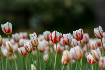 Brightly colored Canada 150 celebration tulips shot at Ottawa tulip festival in Ontario Canada. The...