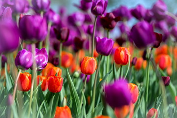 Brightly colored tulips shot at Ottawa tulip festival in Ontario Canada. The mixed bed cultivated flowers supply a color explosion that dazzles in the early spring time sun.