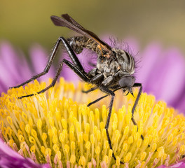Focus Stacking - Empididae, Fly, Dagger flies, Balloon flies, Empis livida