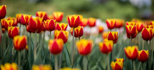 Obraz premium Jasne kolorowe tulipany nakręcone na festiwalu tulipanów w Ottawie w Ontario w Kanadzie. Kwiaty uprawiane na rabatach mieszanych wywołują eksplozję koloru, która oślepia wczesną wiosną słońce.