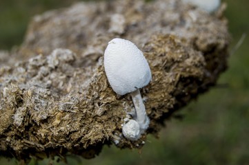 Fungi growing in natural environment, organic natural mushroom formed in animal feces
