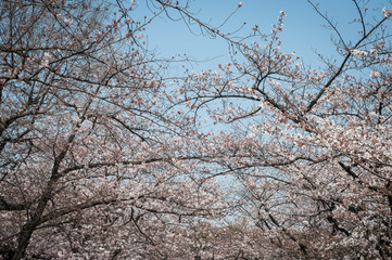 Obraz premium Sakura a Tokyo