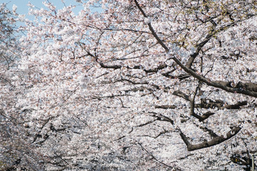 Sakura a Tokyo