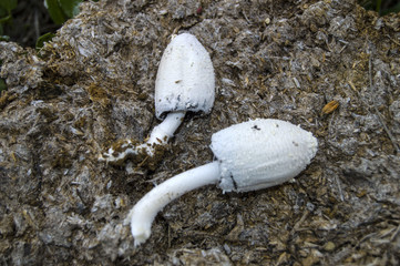 Fungi growing in natural environment, organic natural mushroom formed in animal feces

