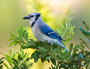 Blue Jay (Cyanocitta cristata),  Green Cay Nature Area, Delray Bea