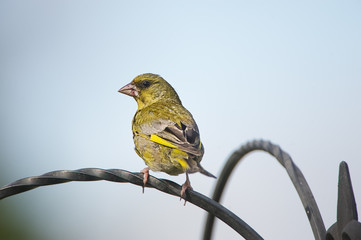 Greenfinch (Carduelis chloris) - male, Norwich , Norfolk, England