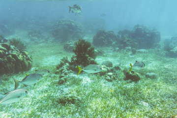 Underwater world in the reef near Caye Caulker in Belize