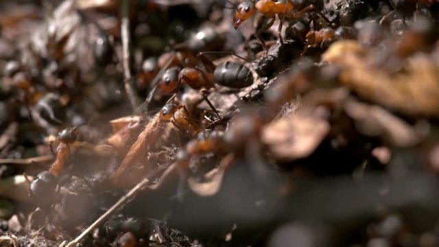 Many ants in an anthill close-up