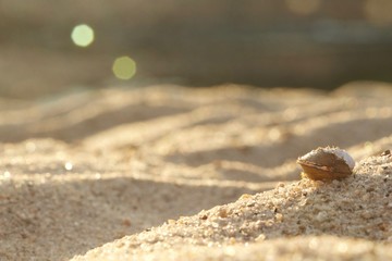Shell In The Sand