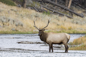 A large bull Elk standing in the Madison River watching over his harem in Grand Teton National Park