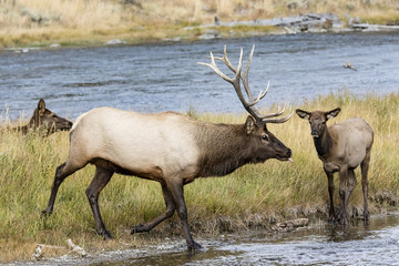 Naklejka na ściany i meble A male Elk chasing after does in his harem to mate with during the rutting season in Yellowstone National Park.