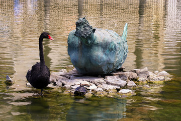 Cisne y tortuga mirando a sirena