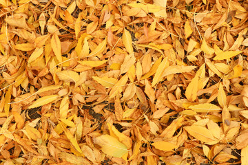 yellow and orange autumn leaves color background
