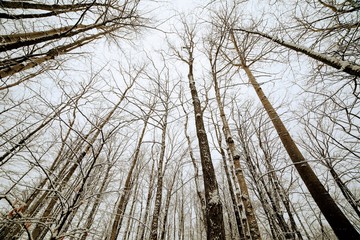 Walk in the woods