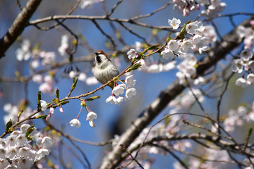 桜の木に止まるニュウナイスズメ