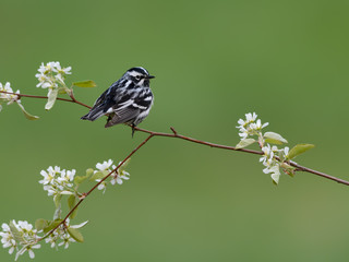 Black-and-white Warbler