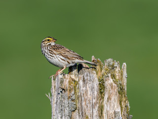 Savannah Sparrow Perched on Post