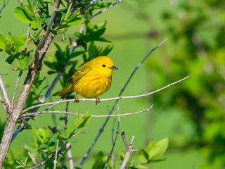 Yellow Warbler