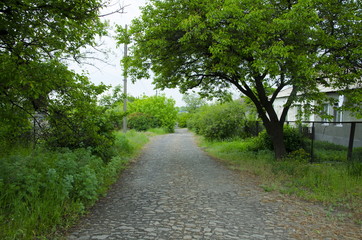 Fototapeta na wymiar The road from the cobblestone passes through dense green vegetation.