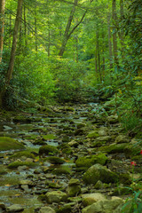 Fototapeta premium Forest