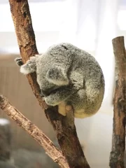 Rideaux tamisants Koala 木の枝とコアラ