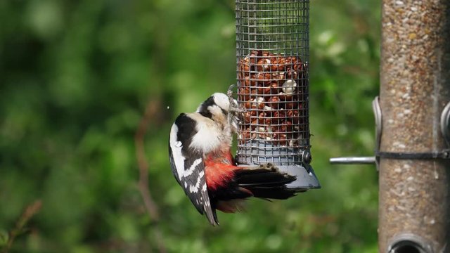 wildlife garden birds - spotted woodpecker close up - Midlands, England: May 2017
