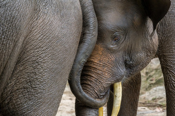 The Asian or Asiatic elephant is the only living species of the genus Elephas and is distributed in Southeast Asia from India in the west to Borneo in the east.