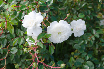 Obraz premium 白いバラ