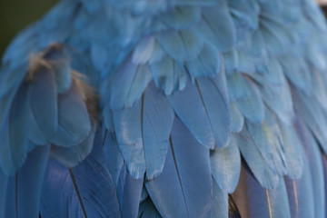 Fototapeta premium Interesting macro view of the blue feathers of a beautiful Macaw Parrot, Guacamaya, Ara ararauna portrait in the wild, Yumka Park, Mexico, Tabasco, Villahermosa.