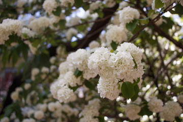Nature botanic garden white flower tree