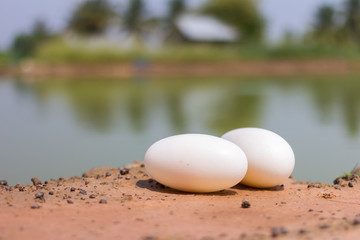 Little baby crocodiles are hatching from eggs.