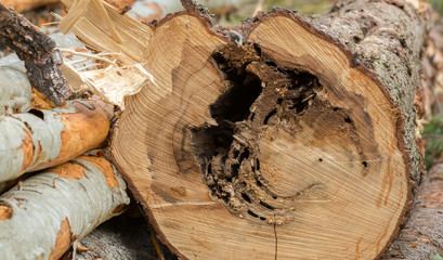 Carpenter ants nest causing damage on fir wood 
