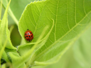 Fototapeta premium Ladybug on sunflower leaf