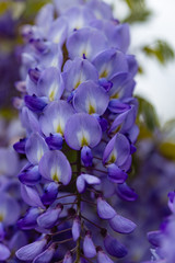 Fototapeta na wymiar Closeup of wisteria blooming