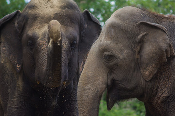 Fototapeta premium Elephants