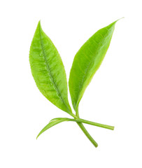 green tea leaf and water drop isolated on white background