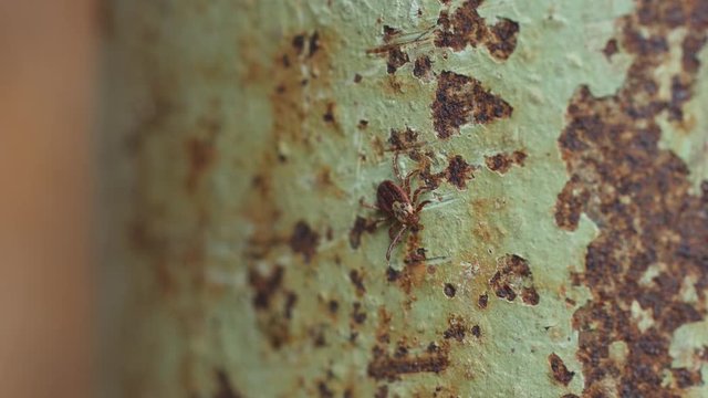 Macro shot of tick threat to humans and animals