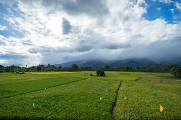 View of traditional paddy field during stormy sunset in Tenom, Sabah, Malaysia.