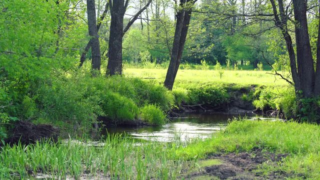 A small river in the spring. Greenery and clear water. Natural nature. Video resolution 4k