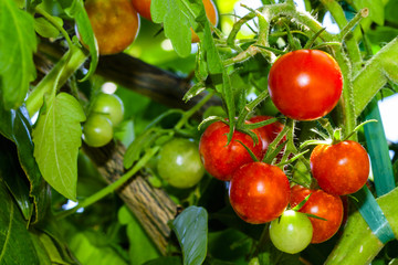 Tomatoes ripening in garden