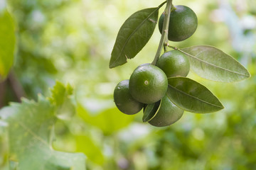 Unripe green mandarines close up