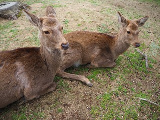 A Dear at Nara , Japan