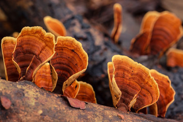 Close up of orange mushroom (Stereum Ostrea) grown on wood log in the jungle.